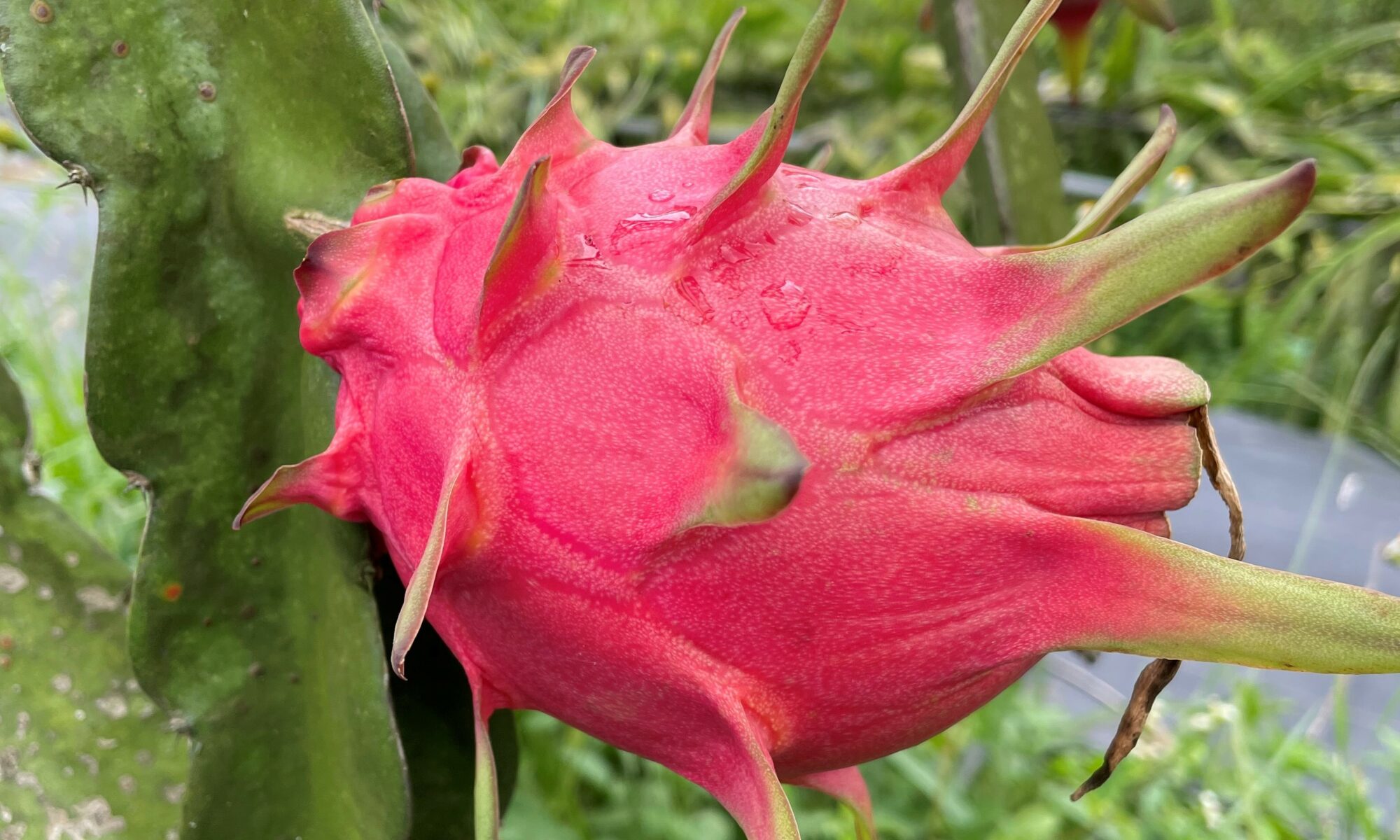 Phytahaya Dragonfruit Taiwan
